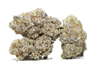 Nick's Purple Starburst Indoor Cannabis
